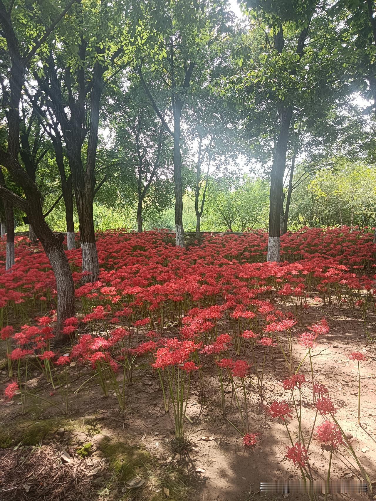看，这是今天下午我在植物园里“采集”到的满园“花讯”！在这个季节，公园里的“彼岸