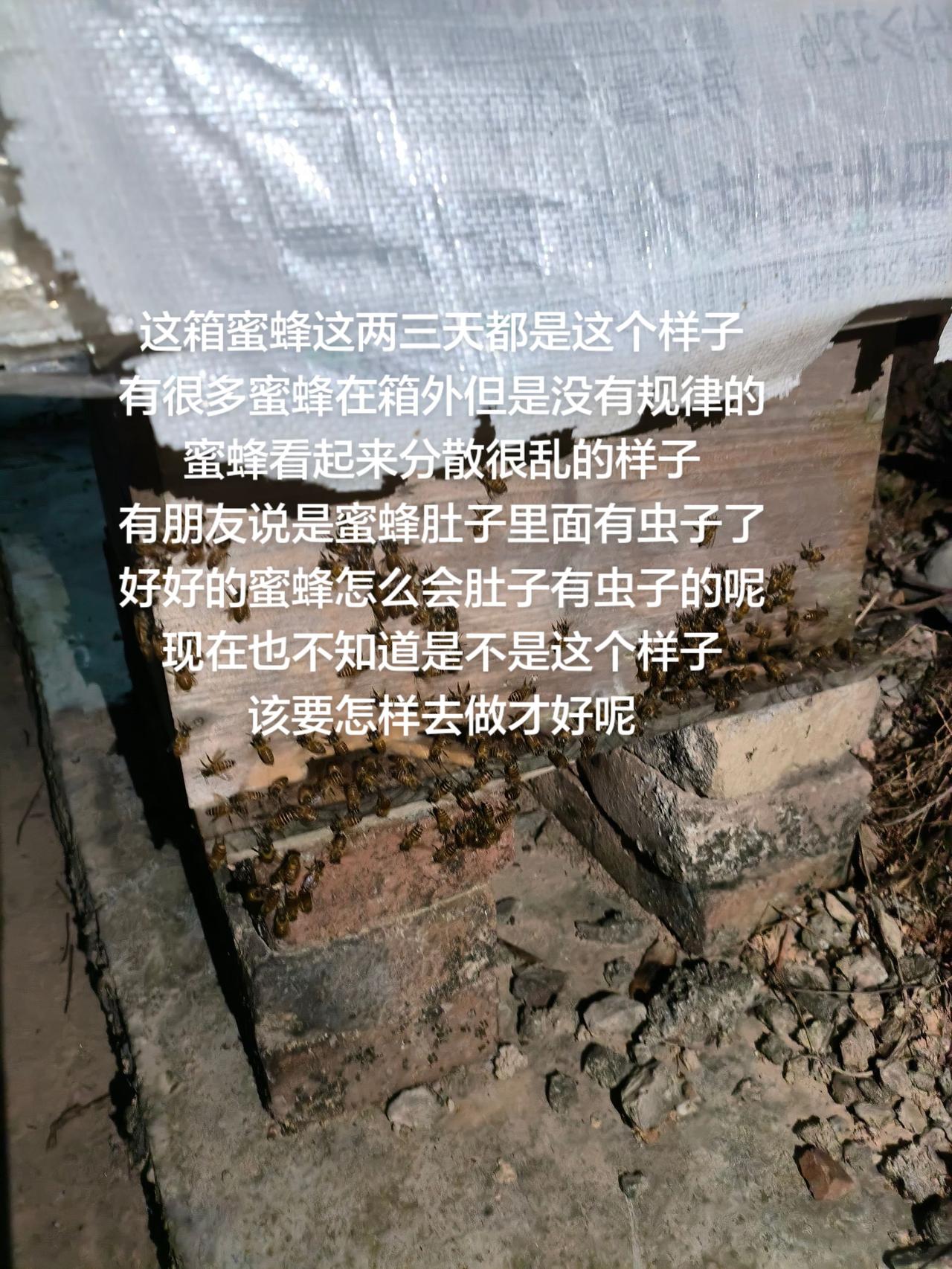 这箱蜜蜂这两三天都是这个样子
有很多蜜蜂在箱外但是没有规律的
蜜蜂看起来分散很乱