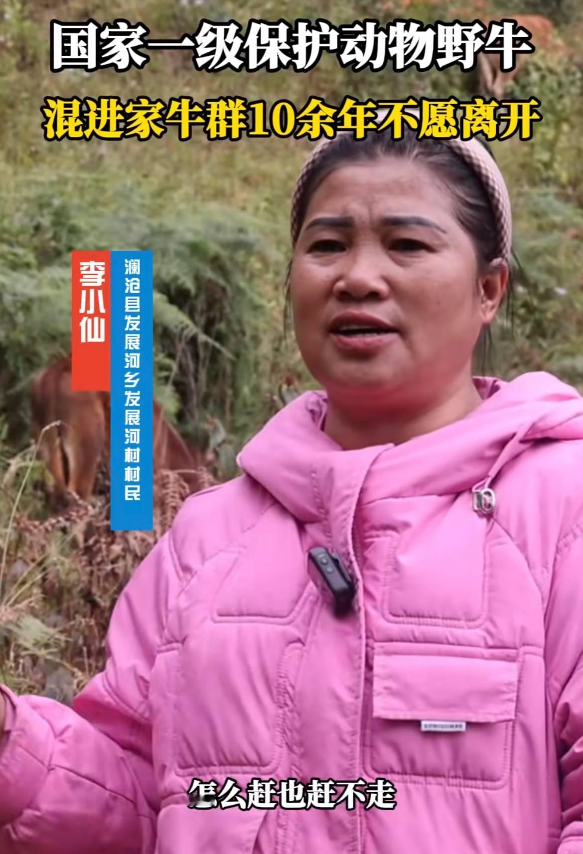 “万物皆有灵！”云南一村庄，国家一级野牛混入家牛群，一待就是十余年，怎么赶都不走