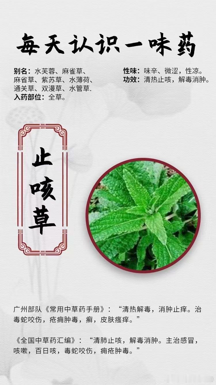 #国医的精诚力量##每天一味中草药# 【每天认识一味药】🌹止咳草⭕别名：水芙蓉