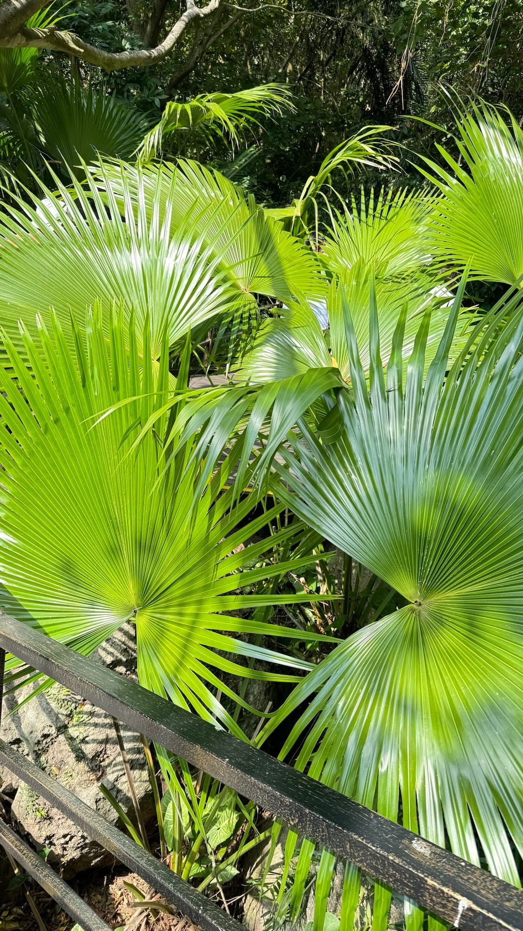 O椰～ 