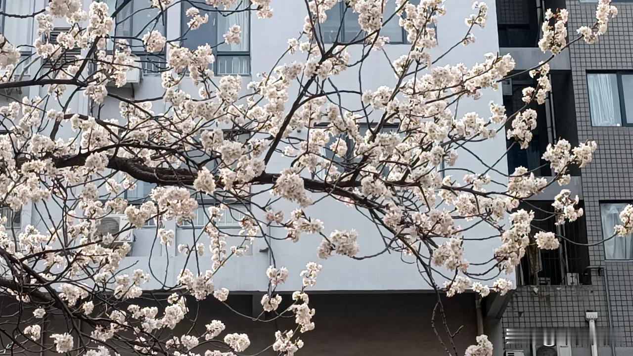 春暖花开的季节，不同品种的樱桃🍒花🌸开满了枝头。小鸟落在上面，时而又飞走，时