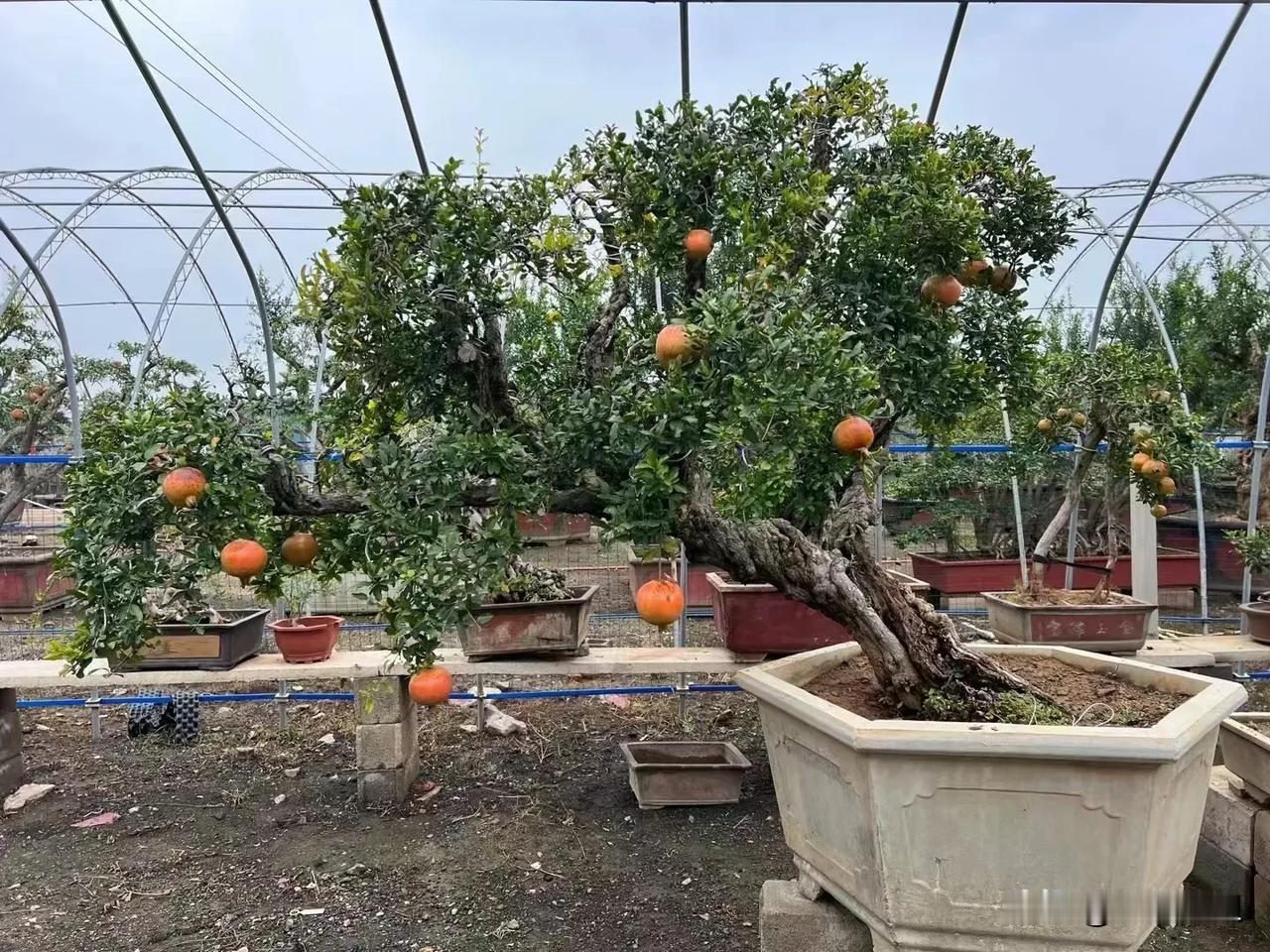 东榴金,西柿银,子孙顺又富。石榴树寓意着多子多福，还寓意着团圆，富贵吉祥。庭院景