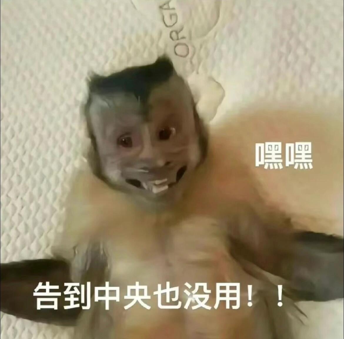 想不到吗喽的表情包还能连起来 ​​​