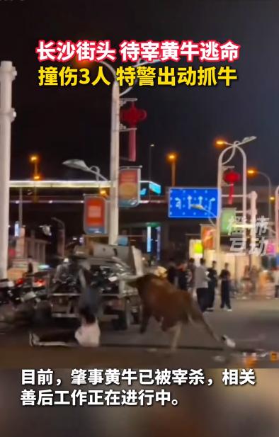 6月21日凌晨一点多，长沙地铁5号线万家丽站出口附近，一头黄牛从批发市场跑出来，