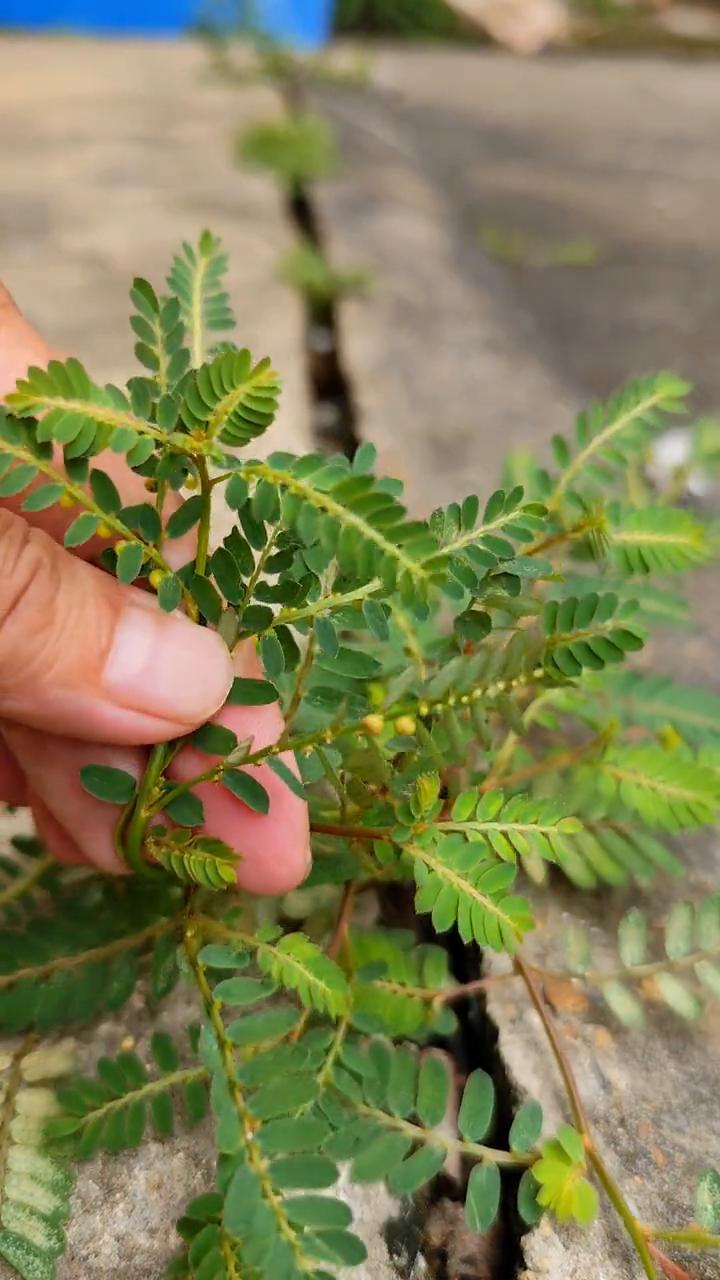 龙珠草。
这种叶子下面长着一排排珠子的植物，有的人叫它龙珠草，其实它就是大名鼎鼎