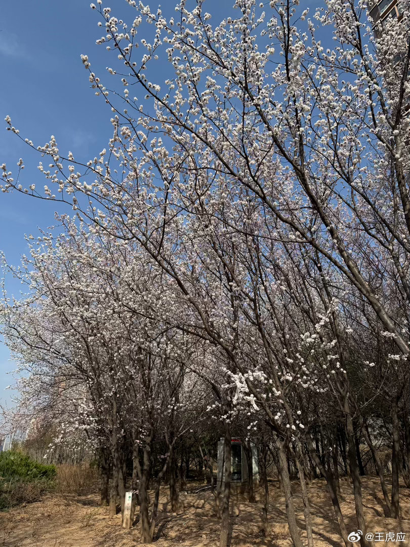 花开季节 