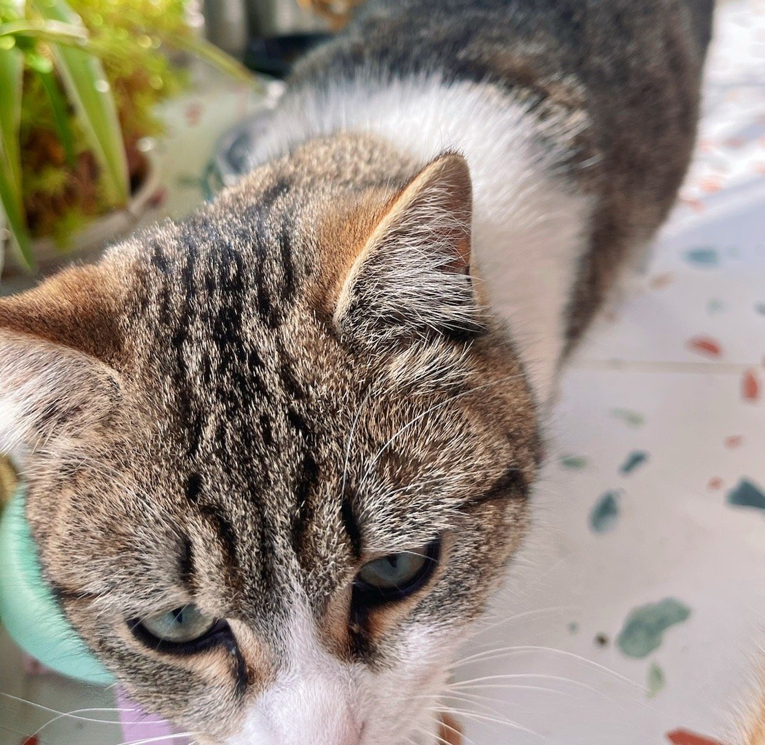 我的花园我的猫喵星人 咪好，花好，天气好。 