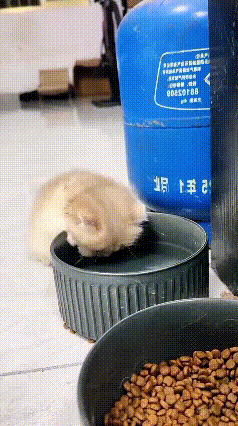 真的被这只氛围感满分的小猫咪笑到！
 
主人贴心给小家伙倒了一盘清水，平平无奇的