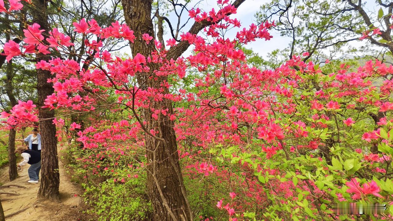分享美丽的杜鹃花