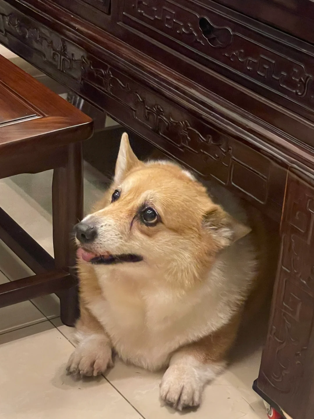 一看就是广东狗