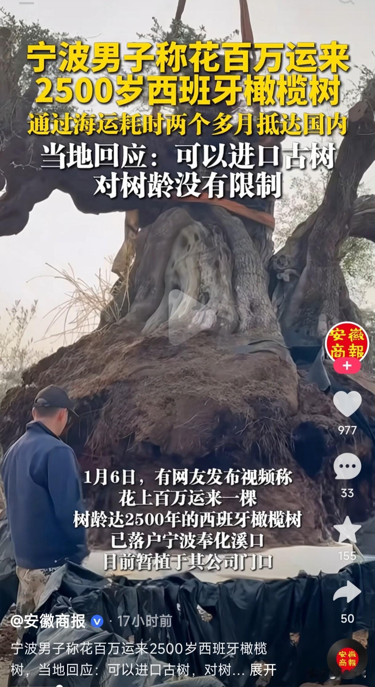 宁波男子花百万运来一棵2500岁西班牙橄榄树，通过海运耗时2个多月抵达国内，已落