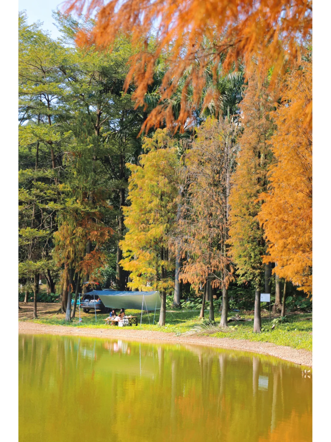 广州大学城｜露营烤肉🏕️避开人流看落羽杉🍂