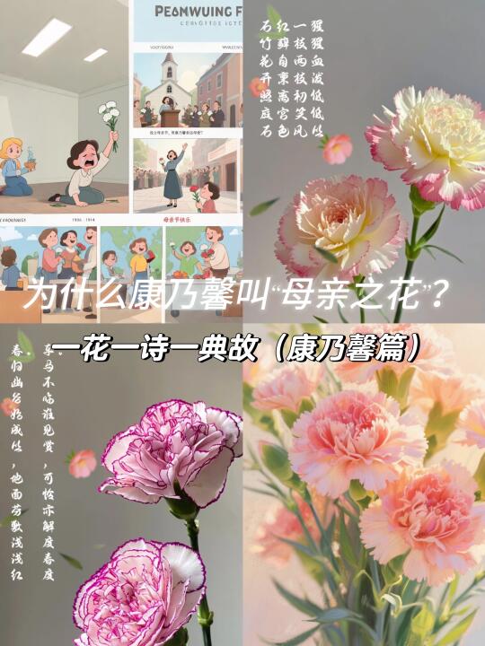 一花一诗一典故｜康乃馨篇