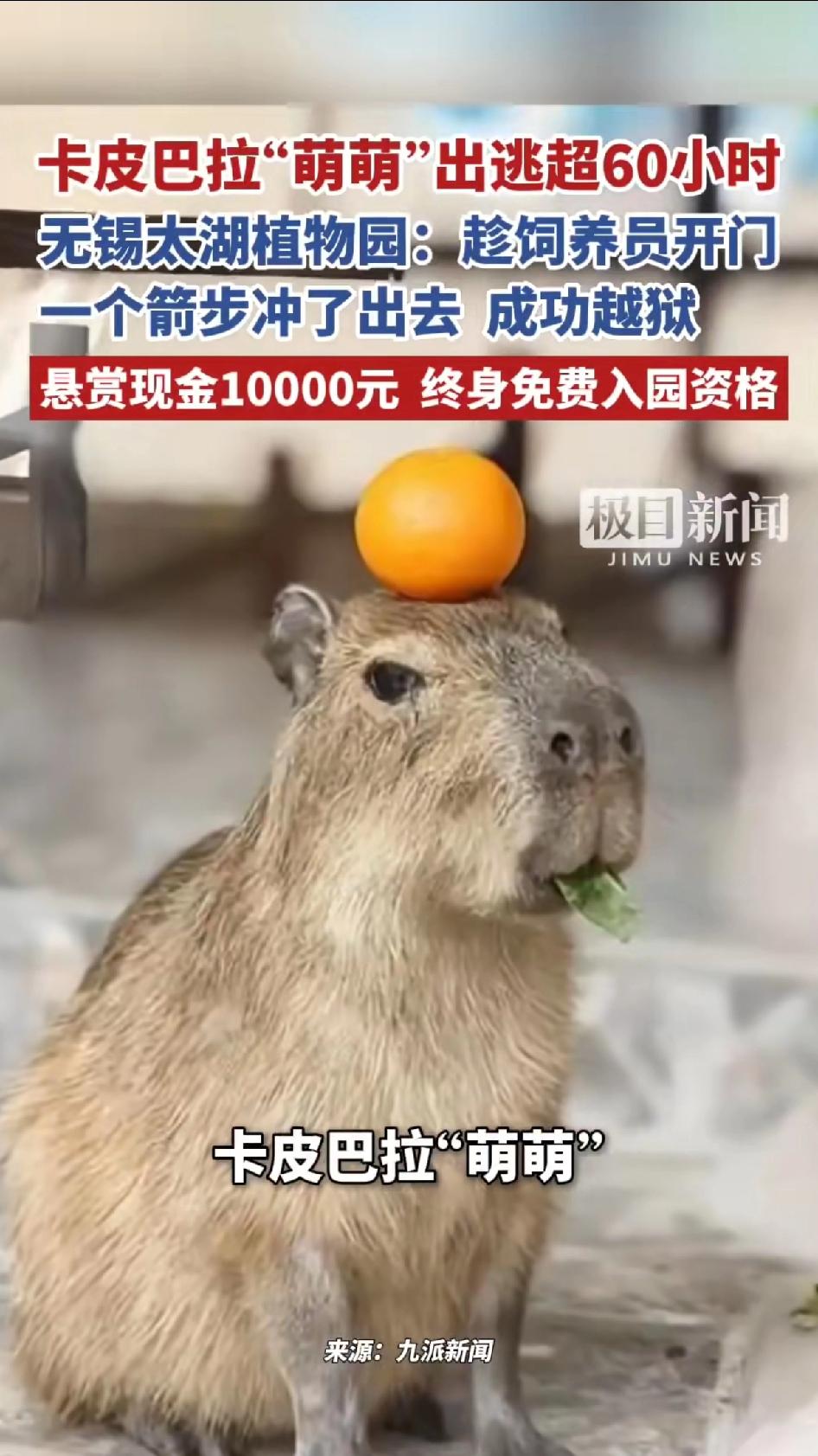 卡皮巴拉“萌萌”出逃60个小时，无锡太湖植物园：趁饲养员开门一个箭步冲了出去，成