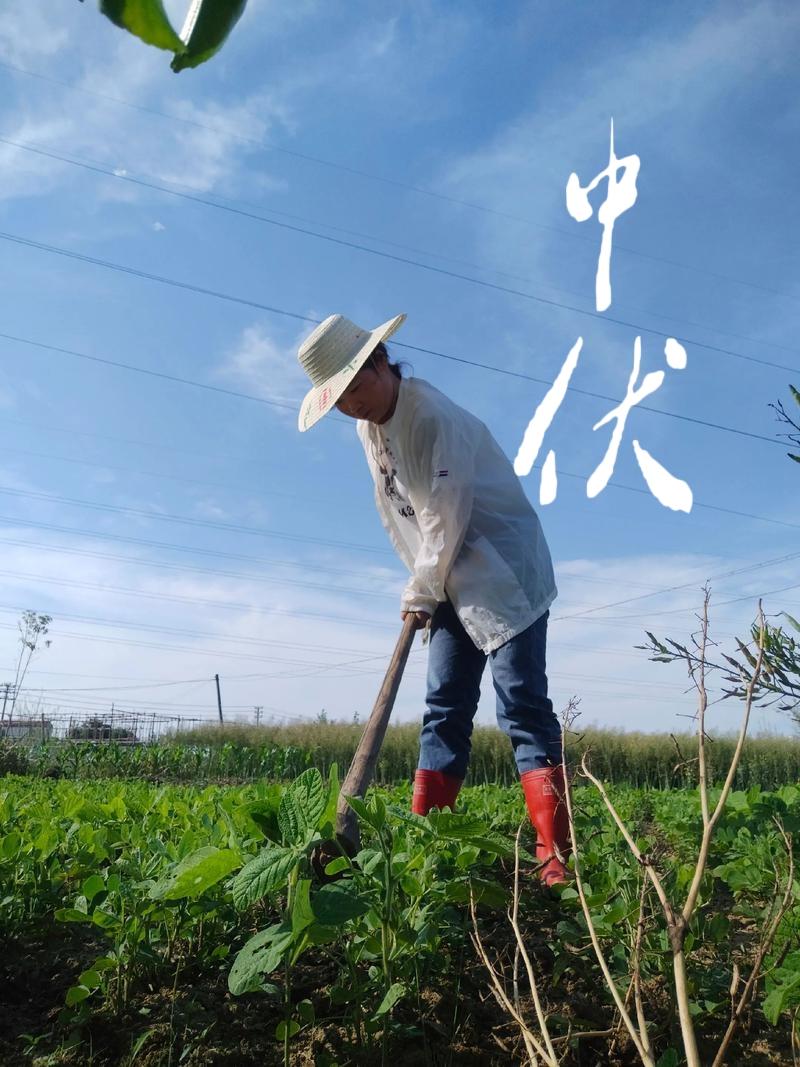西江月 中伏
知了高枝声乱，
骄阳似火烧眉。
豆苗垂首叶初萎。
急待甘霖浇溉。