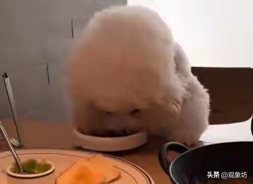 宠物友好？但请别把公共餐桌当成你家狗盆！

最近有个词挺火，叫“宠物友好”。
