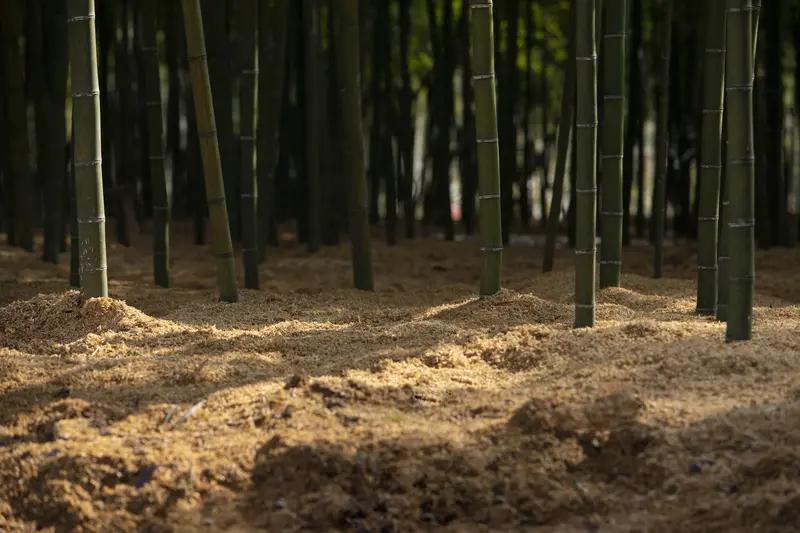 破伤风这玩意儿，真不能小瞧。有个男子被竹屑刺伤，结果染上破伤风进了 ICU，还引