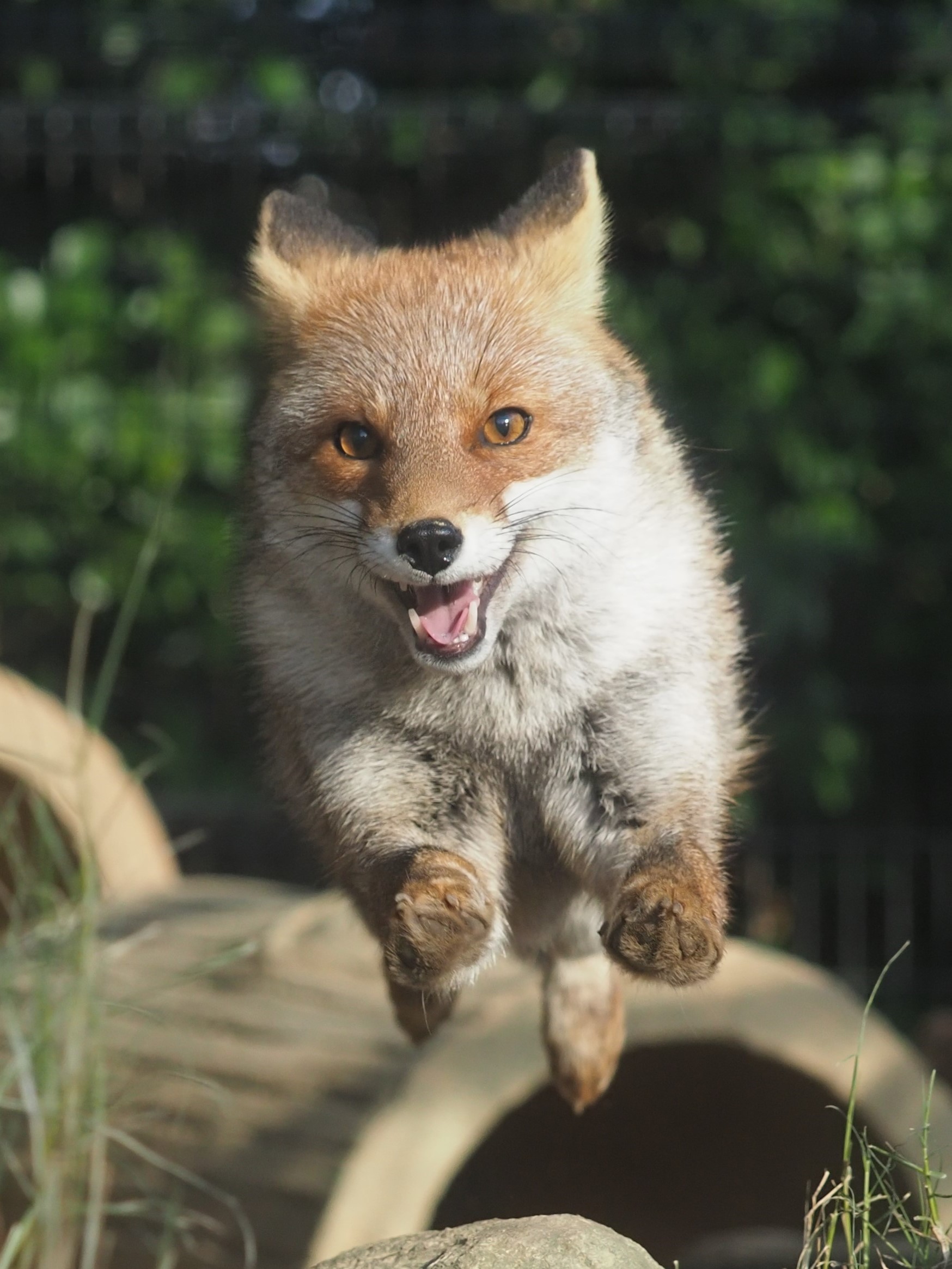 狐狸 冬天的狐狐开始变得毛绒绒的~[捂嘴哭]【推：VulpesPerson】 ​