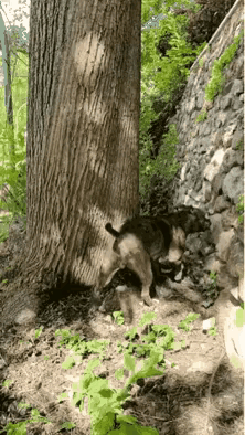 这家伙智商可以#难得见到动物# #山间的小动物#