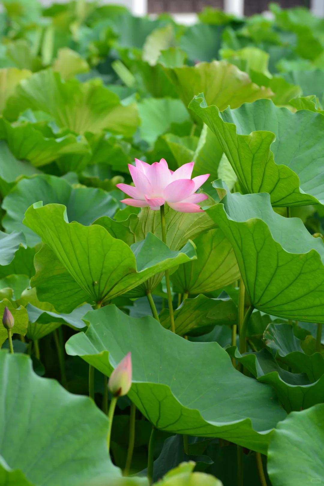 《七律・清晏园观荷》
小园叠石绕亭台，曲径寻幽入夏来。
水榭凭栏凝翠盖，清风拂槛