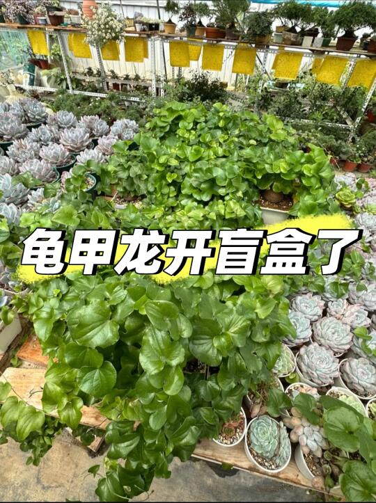 龟甲龙开盲盒