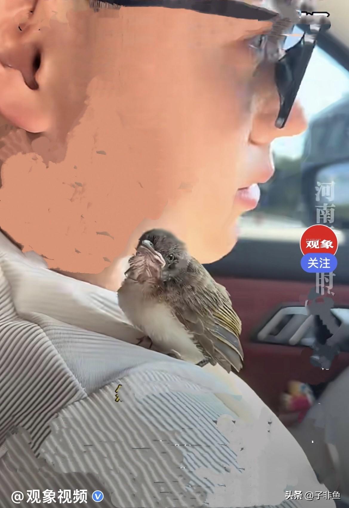 近日，一对重庆情侣专程来到成都石经寺还愿，男生虔诚叩拜祈福的时候，突然飞来一只小