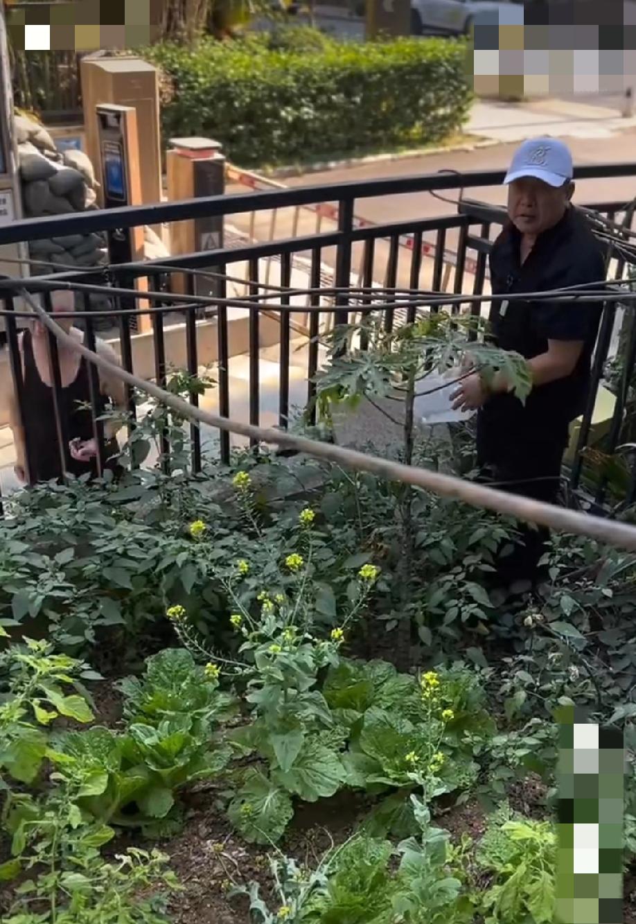 云南西双版纳，一大爷翻越栅栏到别人家院子里偷菜。主人家提醒这是他们家自己种的菜，