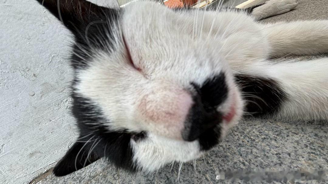 50097【丑猫】学校的猫咋长这样！ 