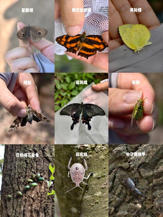 1h即达，成都野采捡蘑菇耍水，可玩性超高