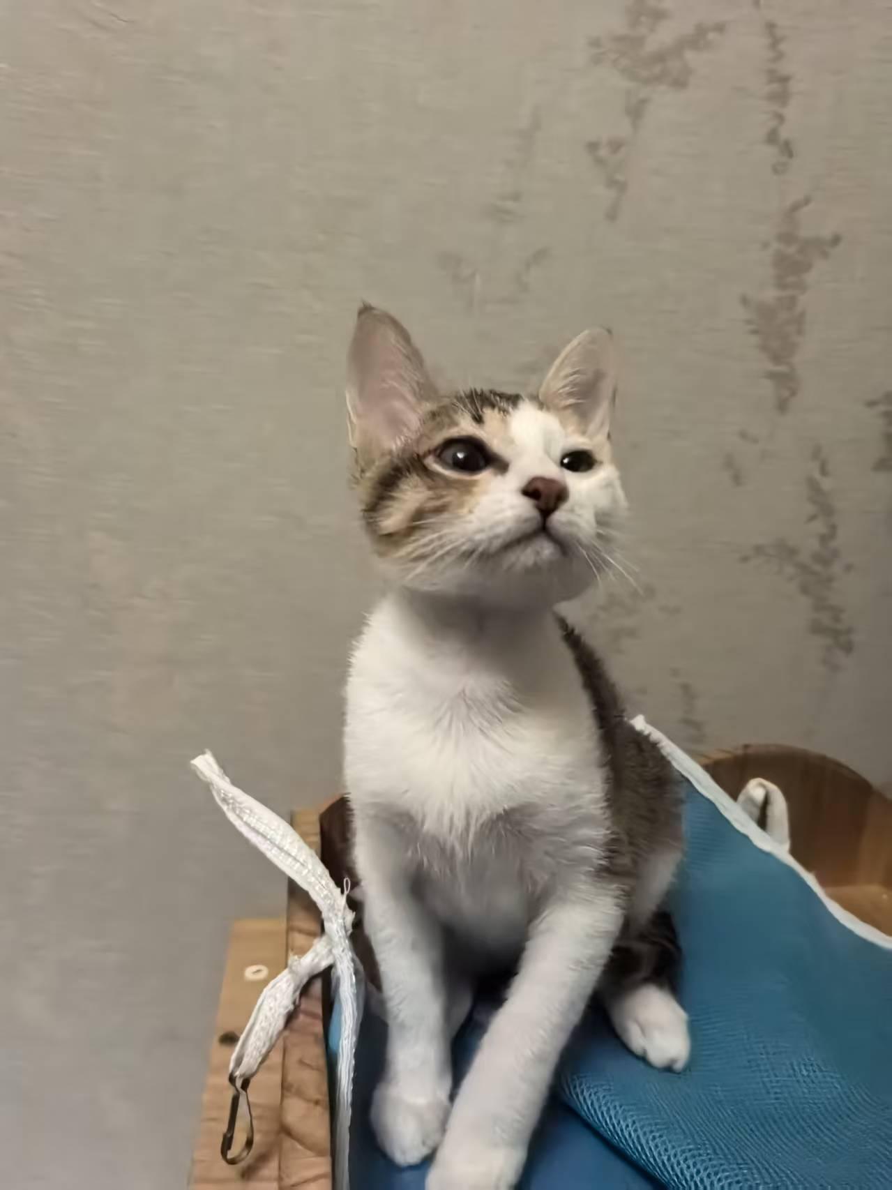 珠海，救助的流浪猫寻找爱心领养
宠物品种:田园三花
宠物名 ：喜喜
性别 ：母