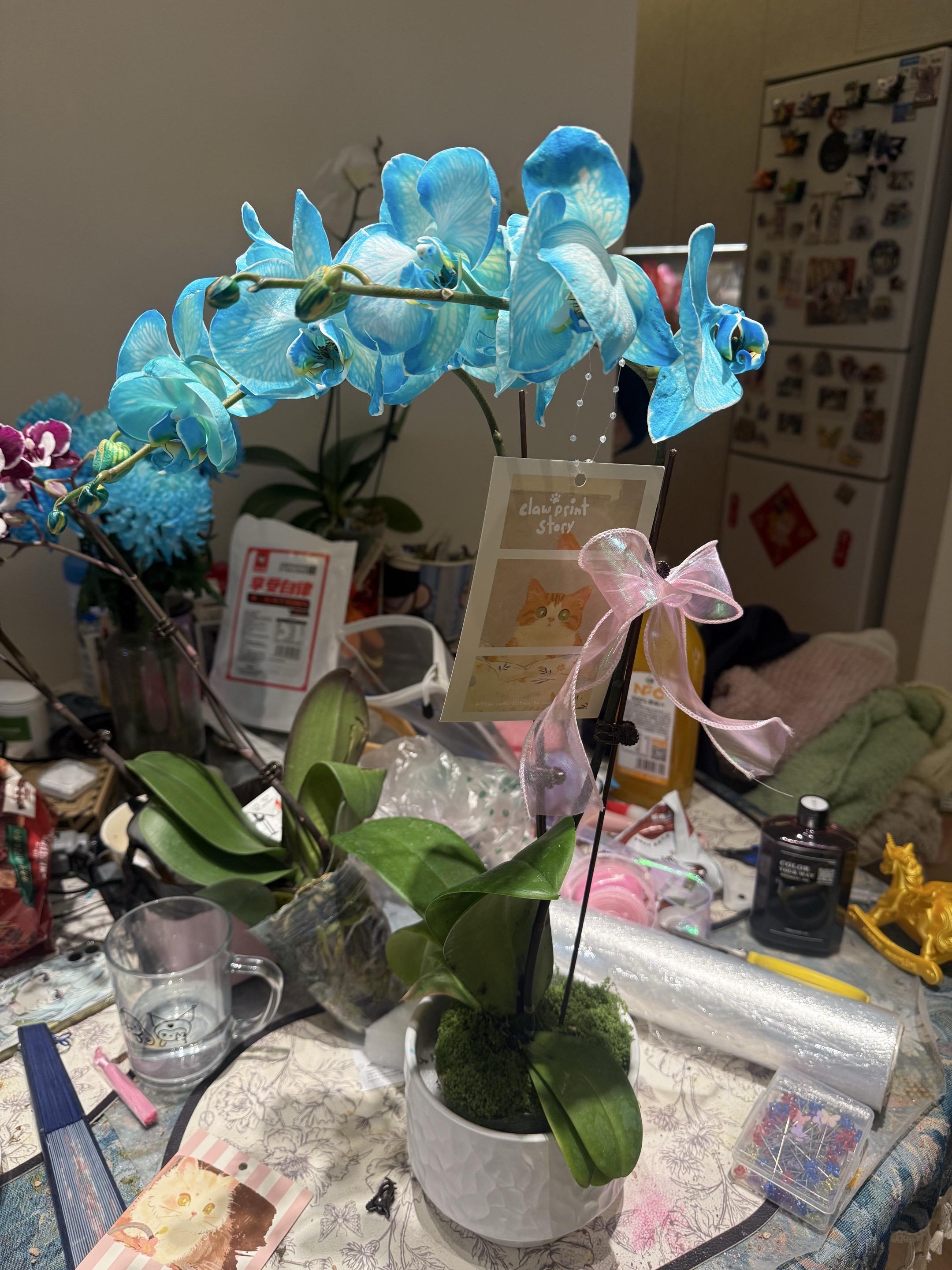 很好看，自己做吸色，可以买