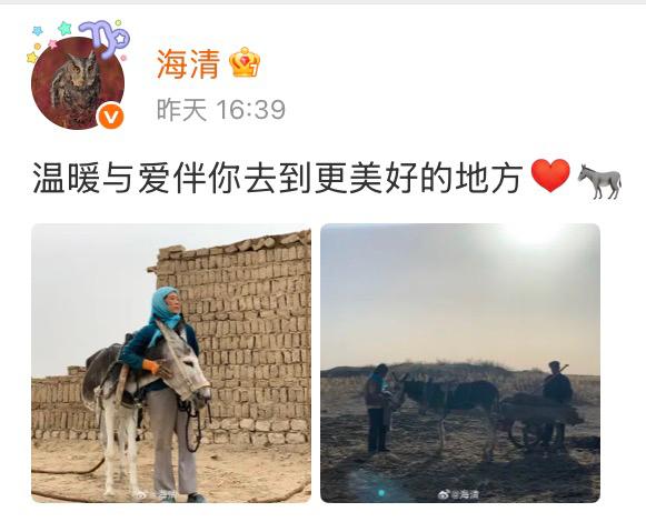 海清发文怀念《隐入尘烟》里的那头驴。
电影上映快四年了，
这头驴的命运算是好的了