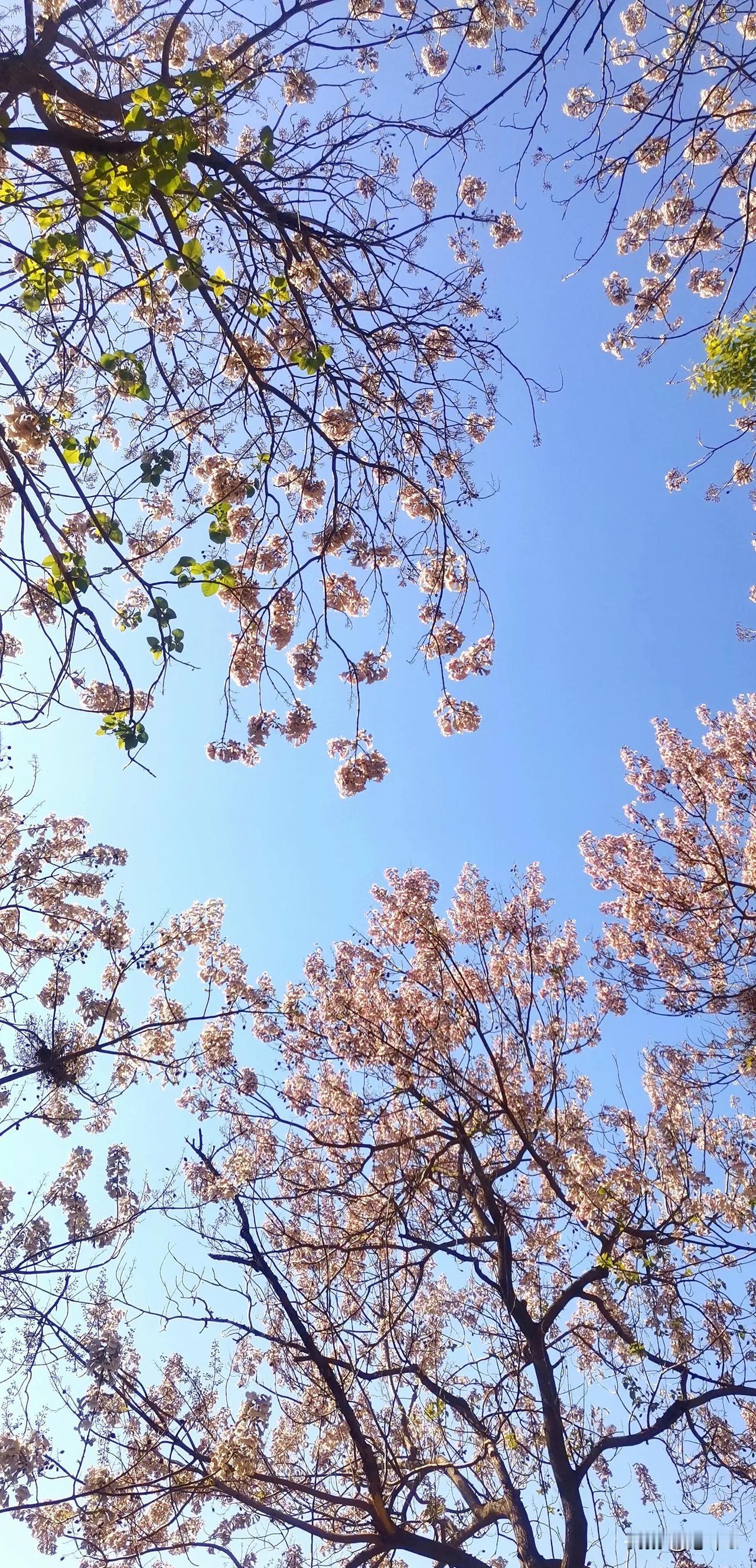 高大的梧桐树，到了四月的今天仍不见丝毫绿意，反倒满树盛开着浅紫色的花朵。最平凡的