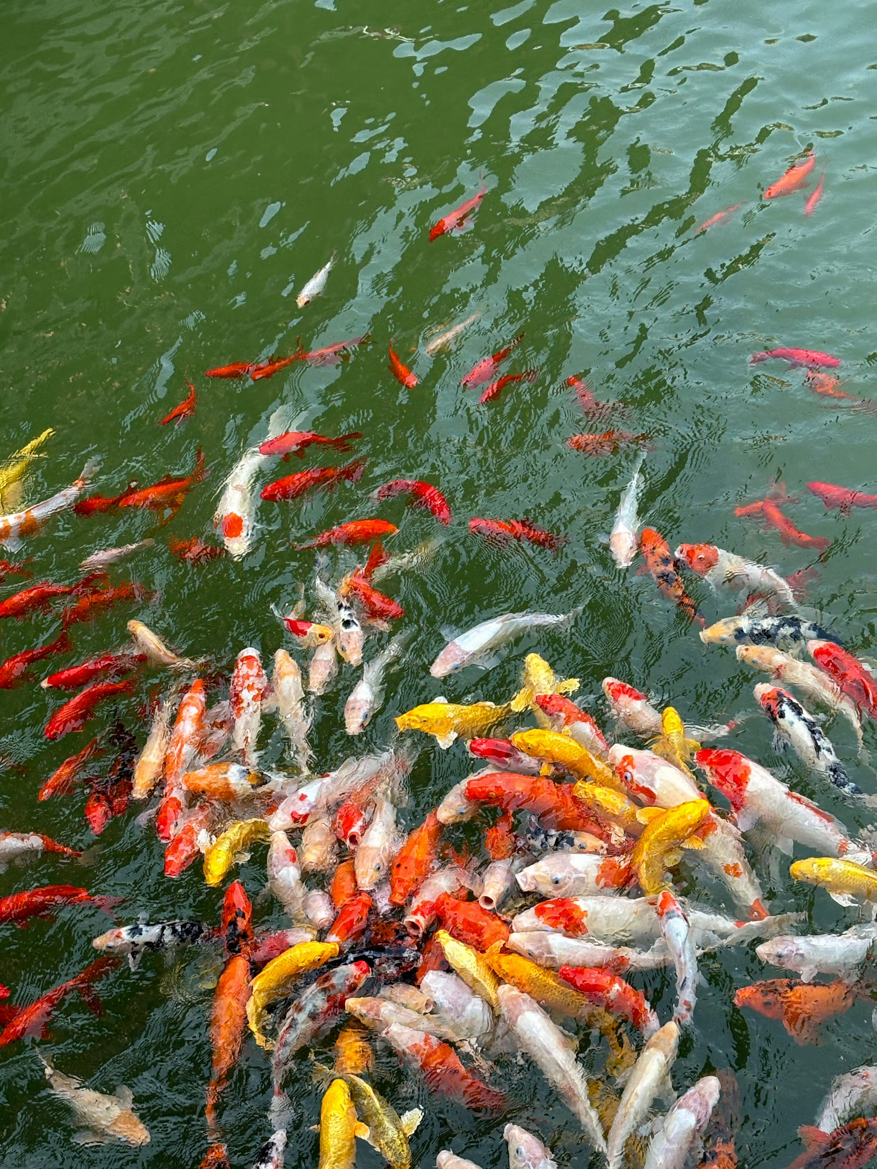 翻到了前年在郡王府拍的锦鲤 现在看着真喜庆好看祝大家一切顺利 事事顺心呀～
