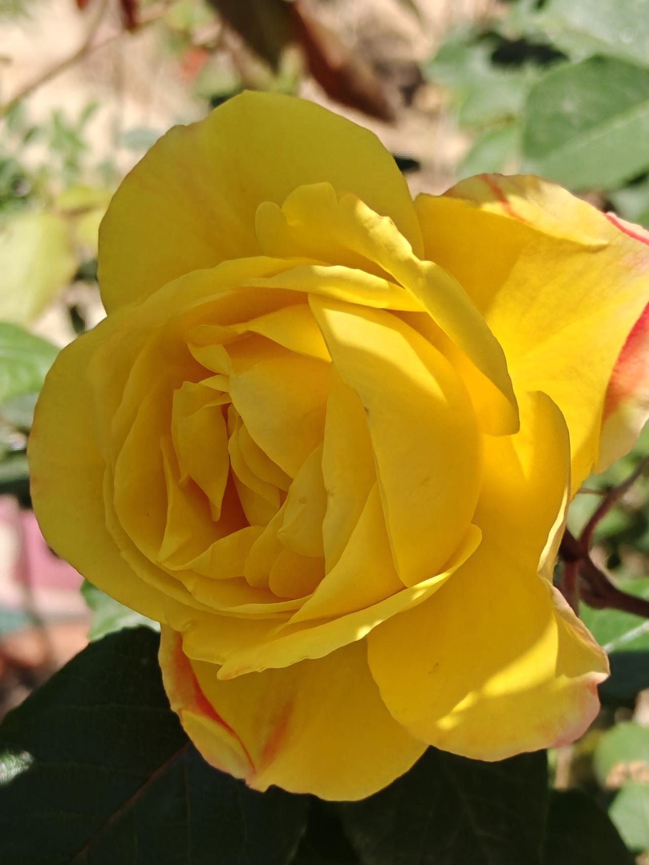 相册里的花花草草极品玫瑰花