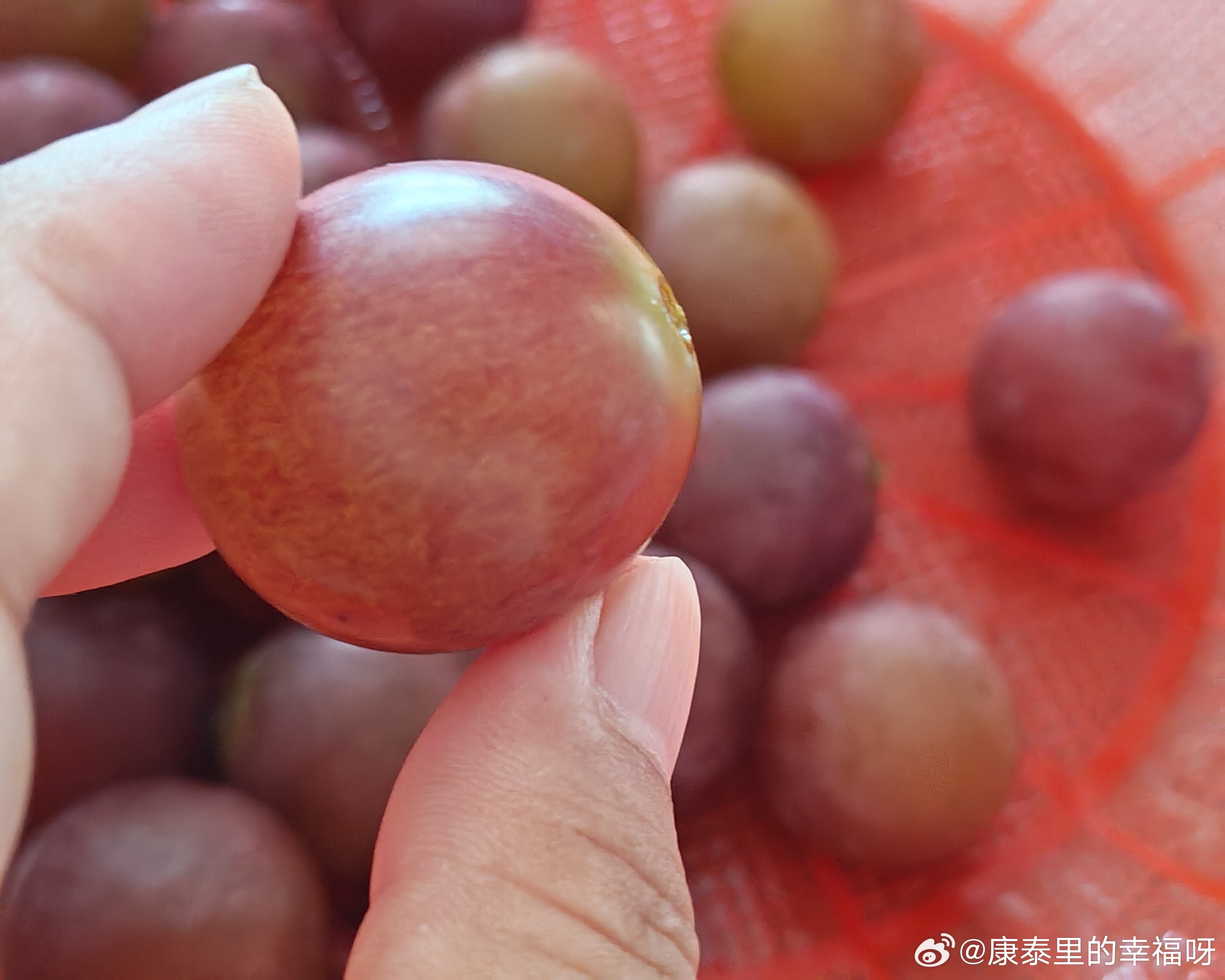 玫瑰香草莓味的葡萄 