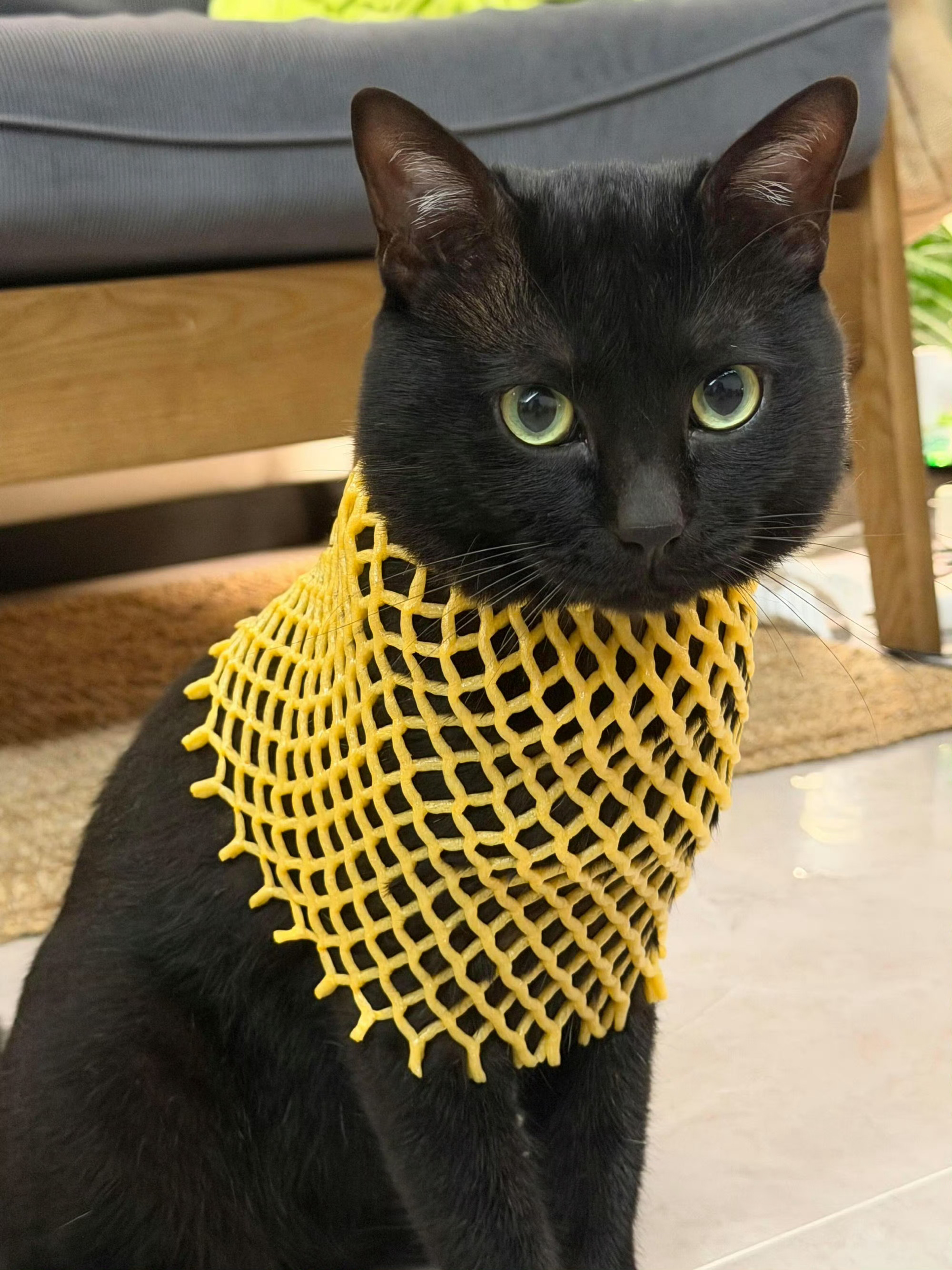 小猫新买的高领针织衫 ​​​