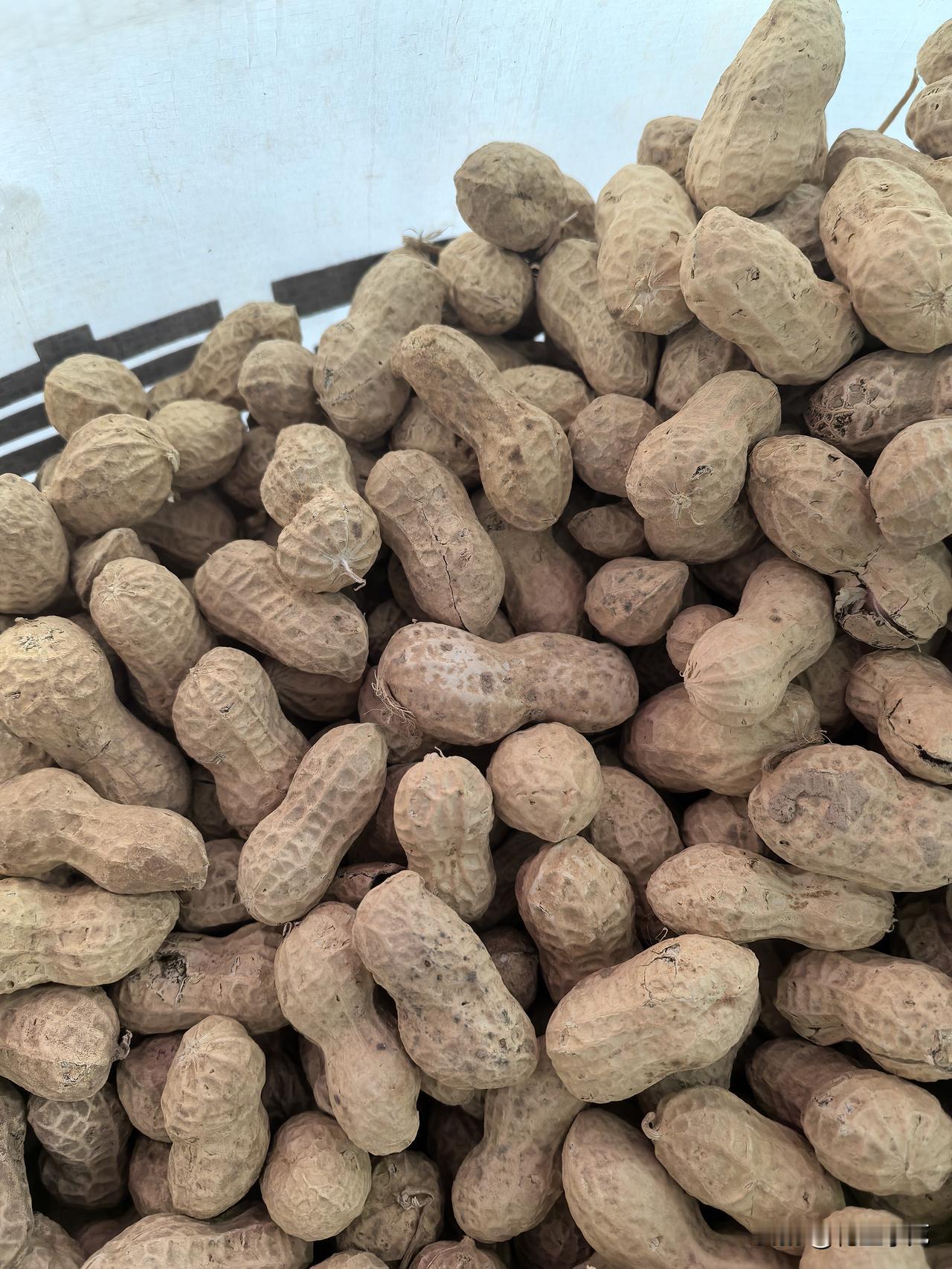 本地白沙通货收3.7-3.75左右，8个筛精米4.2-4.3左右，7-8精米3.