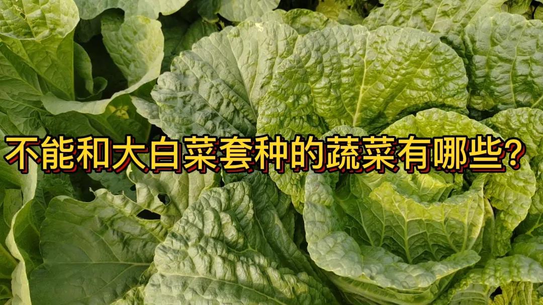 #什么菜不能和大白菜套种#大白菜不能和西兰花、花椰菜等十字花科蔬菜套种。因为它们