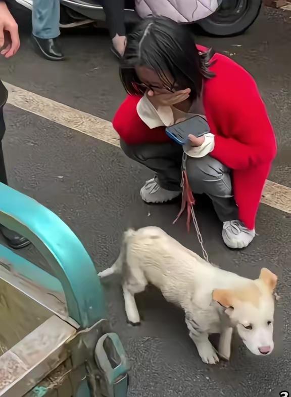 3月30日，江西一名女子在菜市场看到一只白色狗狗即将被宰杀。
她心生不忍，立即从