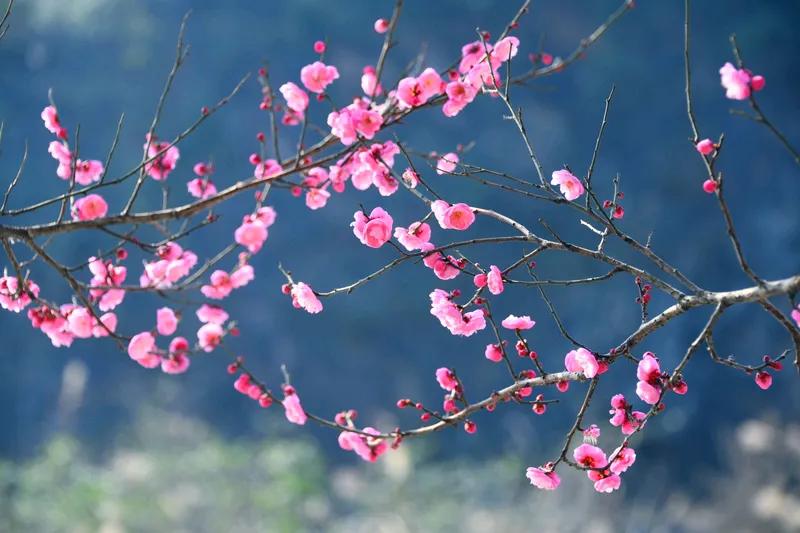 寒梅暗处几枝微
月色当窗独自归
一缕幽香谁共赏
喜鹊登枝叫不停