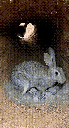 兔妈妈面对不速之客展现了不曾见过的一面～