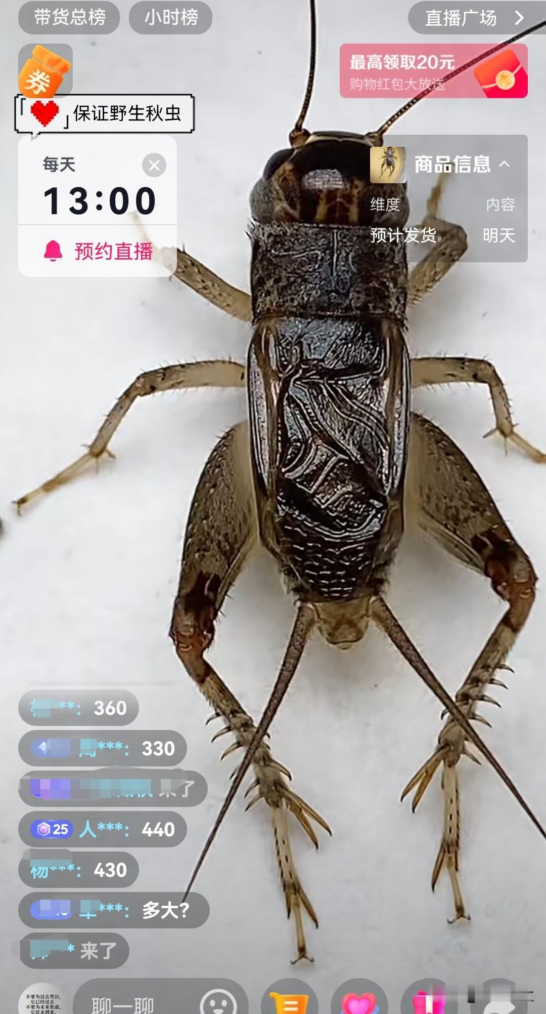 城里人真会玩[震惊]，一只蟋蟀竞赛440元。这玩意农村地里到处都是，原来害虫还那