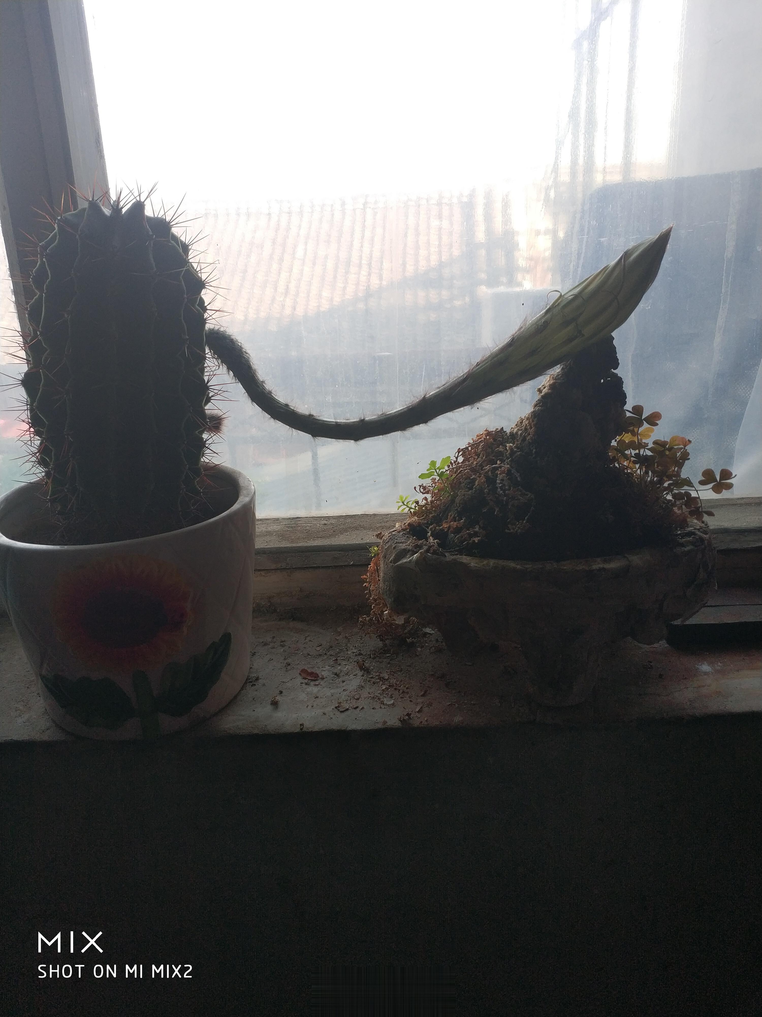 原来我屋里的小仙人球长出了三朵，现在只剩下二朵了，那朵不知什么时候没有了，剩下的