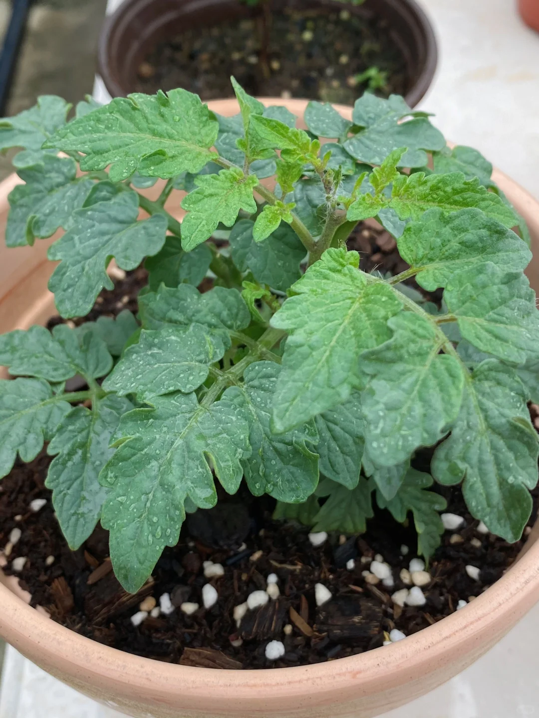 矮生番茄很可爱！菊花也要不停掐花苞了
