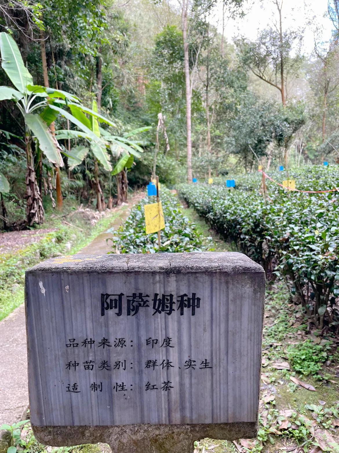 【你见过收集存放1500多种茶树的种质资源圃吗？云南凤庆还真有】
如果你到访过昆