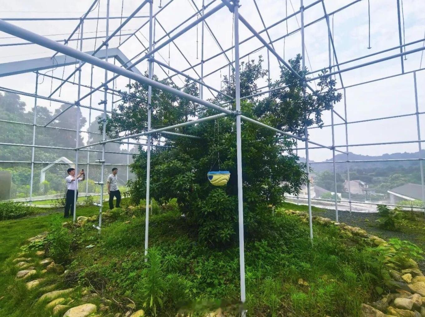 浙江好杨梅听朋友描述去浙江采摘杨梅的体验，好奇去网上搜索了解了一番，浙江杨梅的种