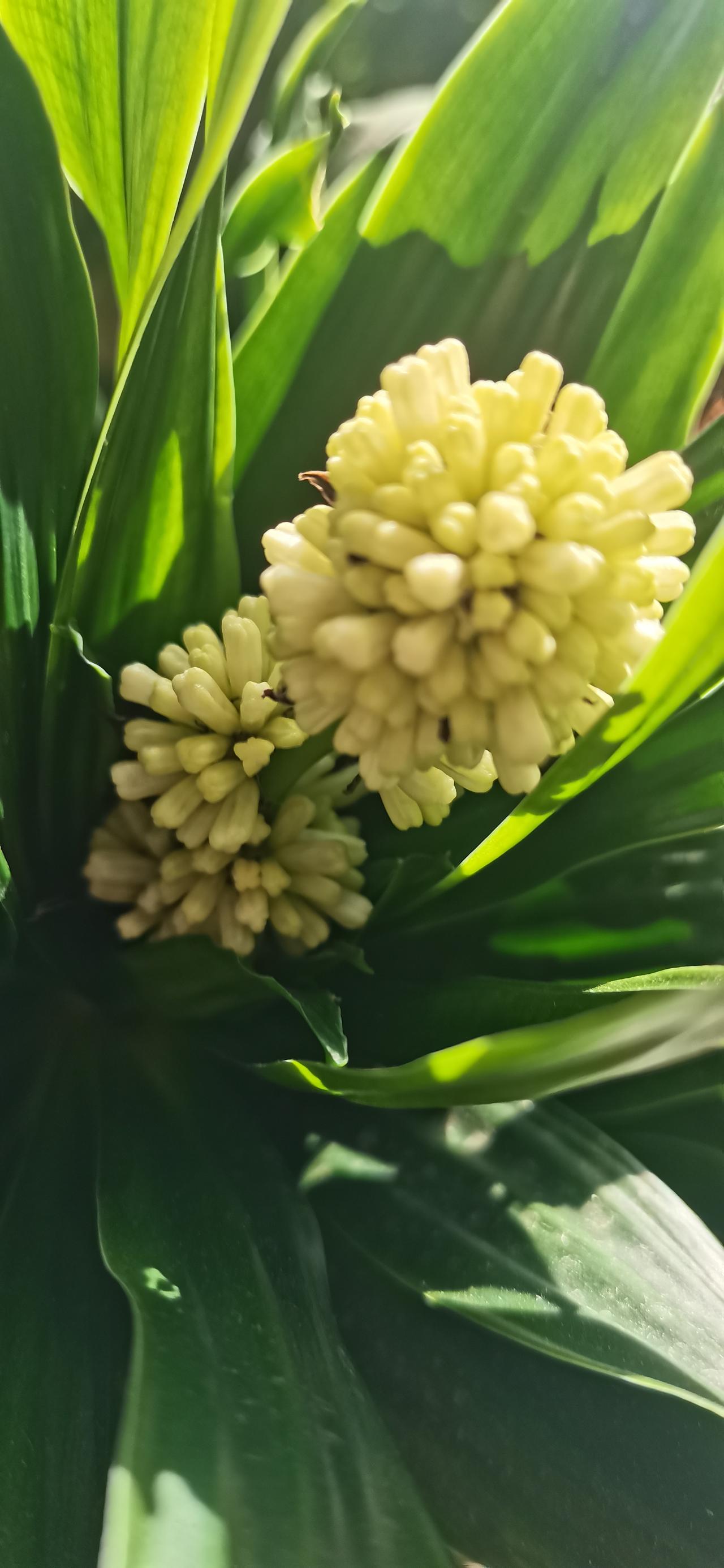 家里多年前种下的绿植开花了，我都记不起它叫什么名字。它每年生长得极为缓慢，光棍一