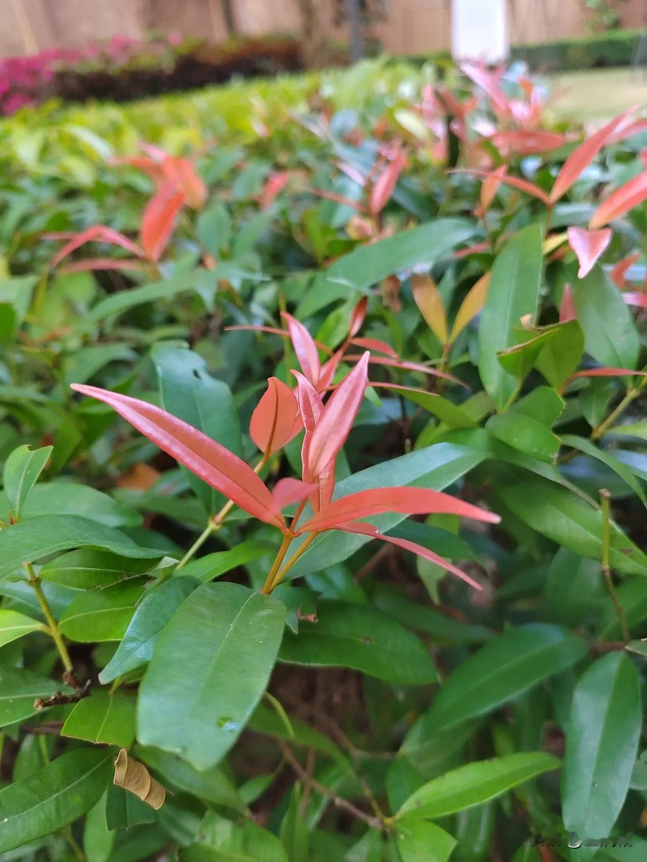 笨人写作法：不追技巧，不搞套路，先写够100万字。确实不知道赚钱路子了，生活所迫